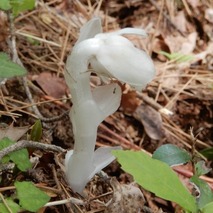 220519 山野草のエキ (98)