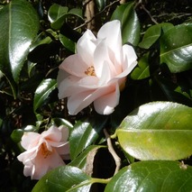 220407 山野草のエキ (9)