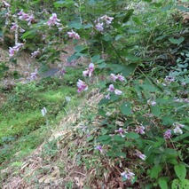 230923 山野草のエキ (29)