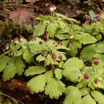 220325 山野草のエキ (61)