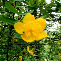 山野草のエキ (49)