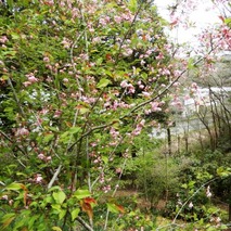 y230418 (57)山野草のエキ