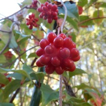 実 サネカズラ221031 (21)