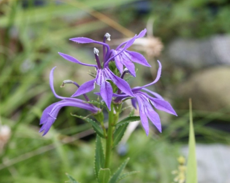 サワキキョウ　4鉢 サワキキョウ4鉢