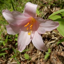 220519 山野草のエキ (62)