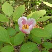 220522 山野草のエキ (6)