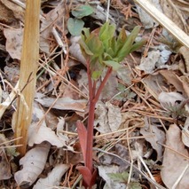 220325 山野草のエキ (100)