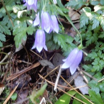 イワシャジン221013 山野草のエキ (7)