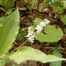 220505 山野草のエキ (92)
