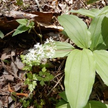 220428 山野草のエキ (117)