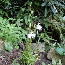 220804 山野草のエキ (32)