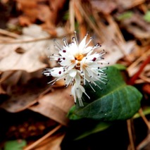 220328 山野草のエキ (5)