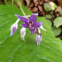 220723 山野草のエキ (101)