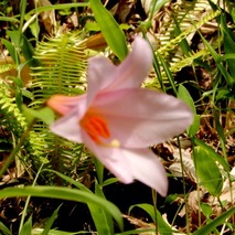 220519 山野草のエキ (60)