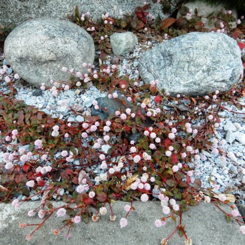 庭の花 ヒメツルソバ 万両 千両 百両 定年生活 庭の花 ヒメツルソバ 万両 千両 百両 定年生活