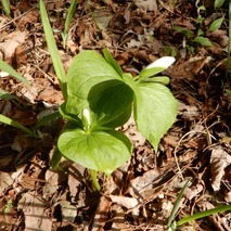 220407 山野草のエキ (17)