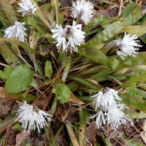 220325 山野草のエキ (8)