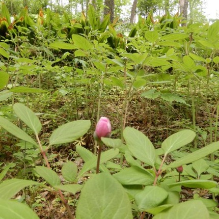 220519 山野草のエキ (134)