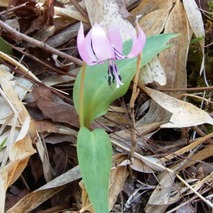 220404 山野草のエキ (81)