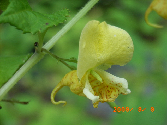 鹿野の山野草園 ０４０ ツリフネソウ４種 定年生活