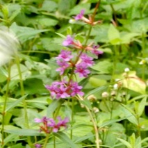 220804 山野草のエキ (29)