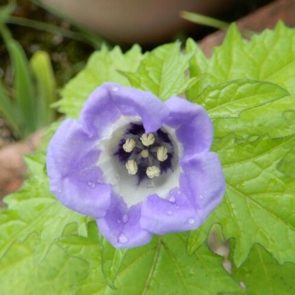 庭の花 定年生活