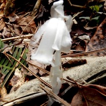 g230418 (65)山野草のエキ