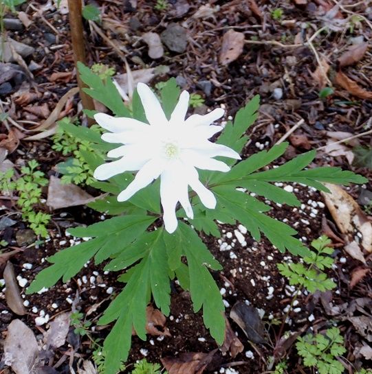 鹿野の花 二所山田神社 その２ ヒメイチゲ キクザキイチゲ 八重のイチゲ ルリイチゲ エンレイソウ シラネアオイ トサミズキ ヤマルリソウ 定年生活