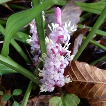 211020 山野草のエキ (58)