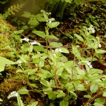 220505 山野草のエキ (66)ミズタビラコ