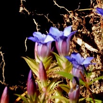 リンドウ221031 (46)