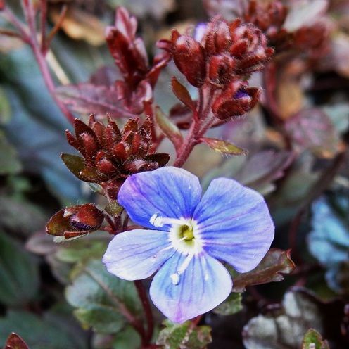オオイヌノフグリより大きい花発見 ベロニカグルジアブルー 定年生活