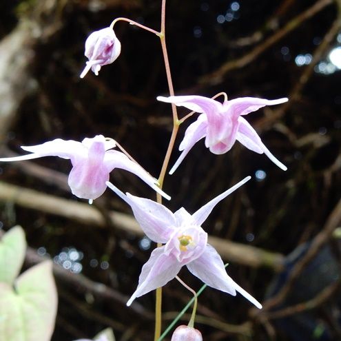 庭の花 イカリソウ エビネ ムラサキケマン ジュウニヒトエ16 037 定年生活 庭の花 イカリソウ エビネ ムラサキケマン ジュウニヒトエ16 037 定年生活