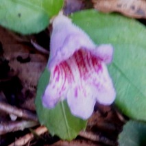 ツルイワギリソウ221013 山野草のエキ (92)