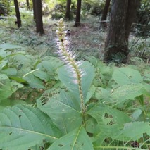 230923 山野草のエキ (52)