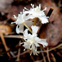 220311 山野草のエキ (11)ー1