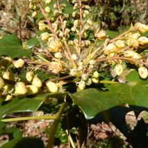 220404 山野草のエキ (30)