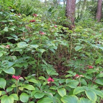 230923 山野草のエキ (53)