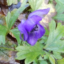 211020 山野草のエキ (67)