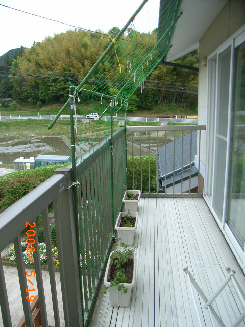 緑のカーテン ２階のベランダに設置 琉球朝顔 定年生活