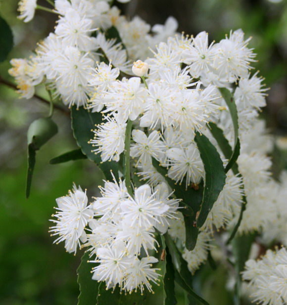 西谷散策 白藤 シャクナゲ アヤメ サワフタギ キブシ 定年生活