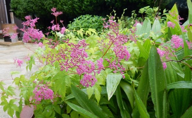 庭に咲いた花 キョウカノコ １６ ０７４ 定年生活