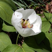 220422 山野草のエキ (76)