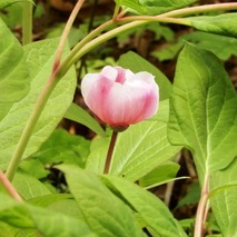 220519 山野草のエキ (132)