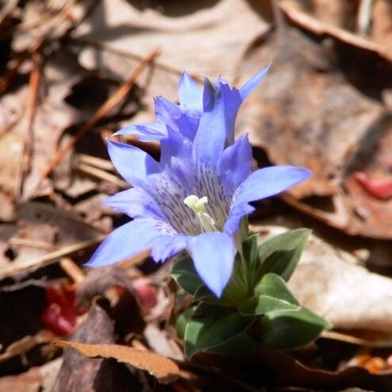 220422 山野草のエキ (6)