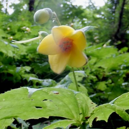 天涯の花の谷 定年生活 天涯の花の谷 定年生活