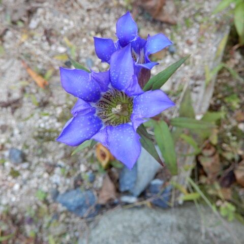 庭の花 リンドウ最盛期 ツワブキ イソギク ゲンノショウコ キツネノマゴ 定年生活