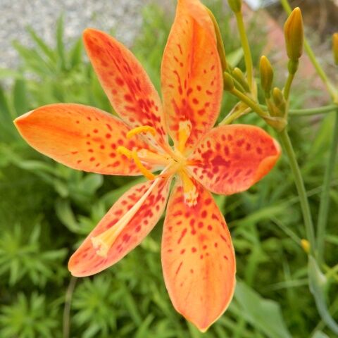 庭の花 ヒオウギが咲き出した パイナップルリリーの蕾 定年生活