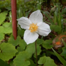 o230418 (8)山野草のエキ