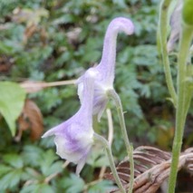 ツクシトリカブト221013 山野草のエキ (85)